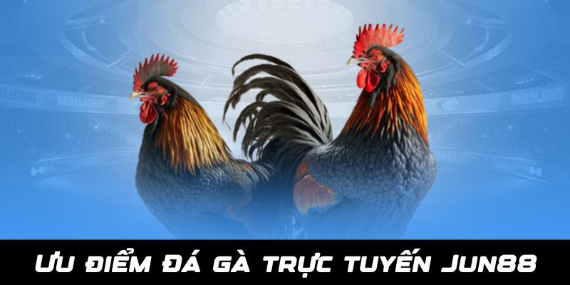 Ưu điểm khi tham gia đá gà trực tuyến Jun88 thu hút nhất